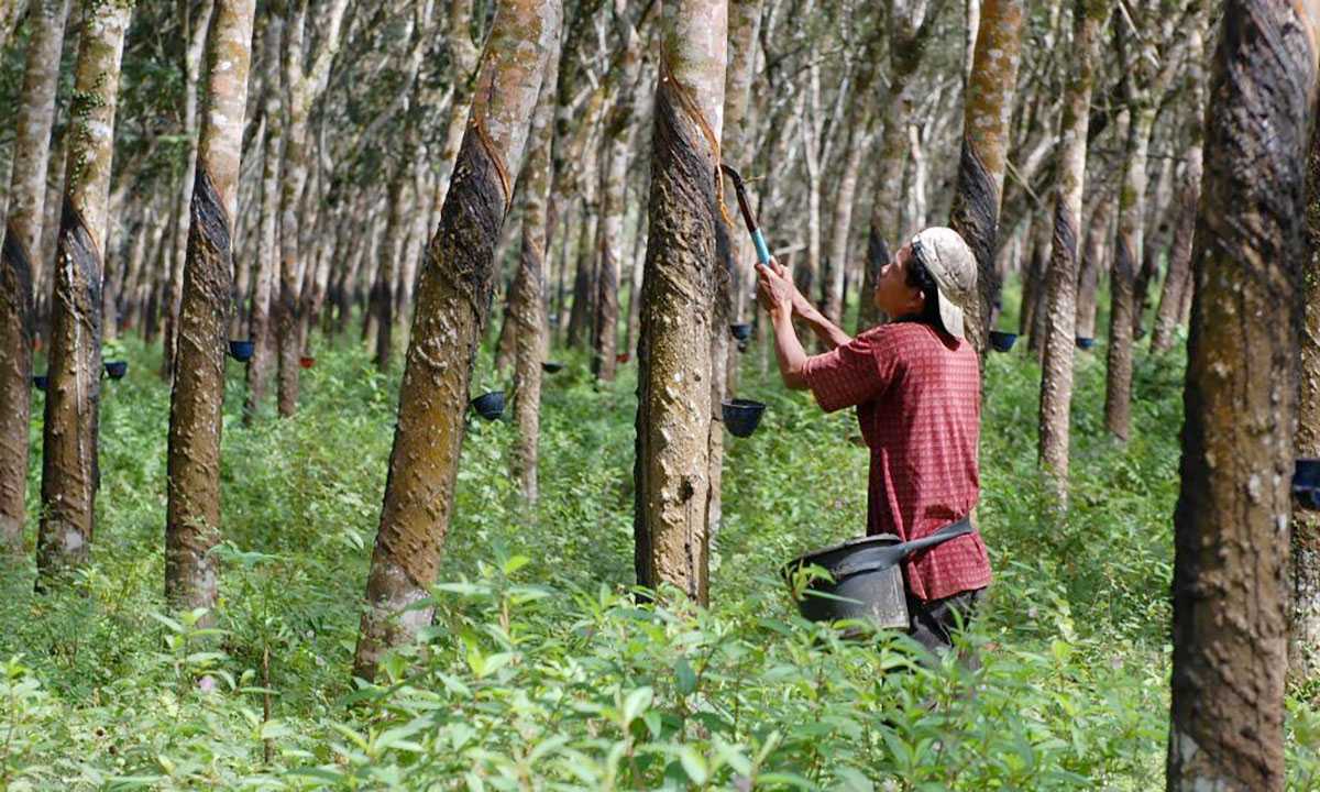Perkebunan Balangan